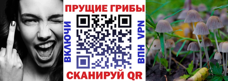 Галлюциногенные грибы Psilocybe  дарк нет состав  Суворов 